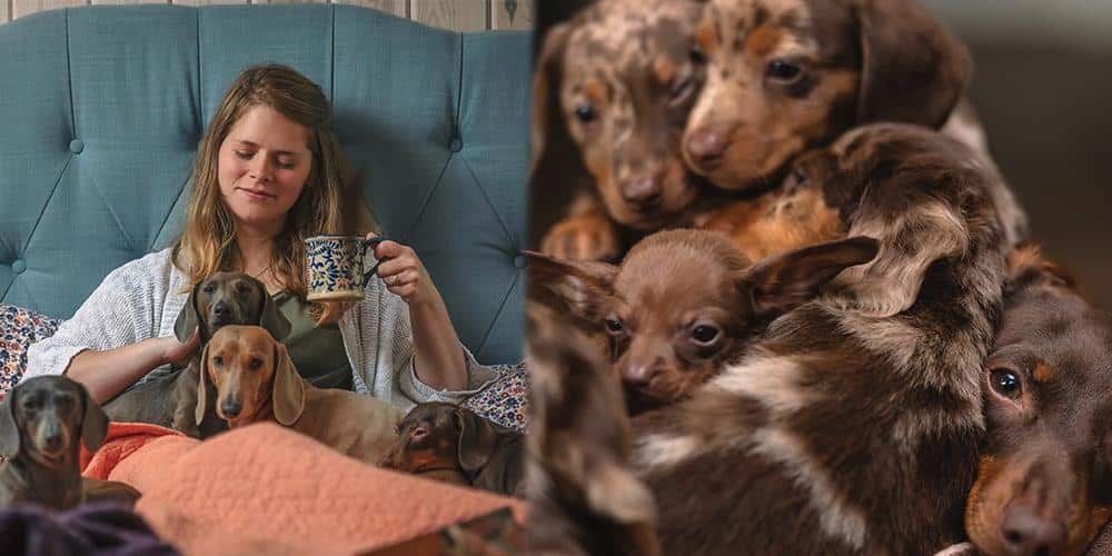 The Dachshunds of Instagram You Should Follow!