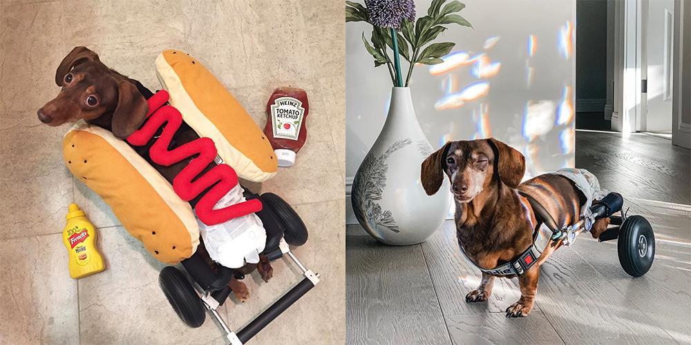 The Dachshunds of Instagram You Should Follow!