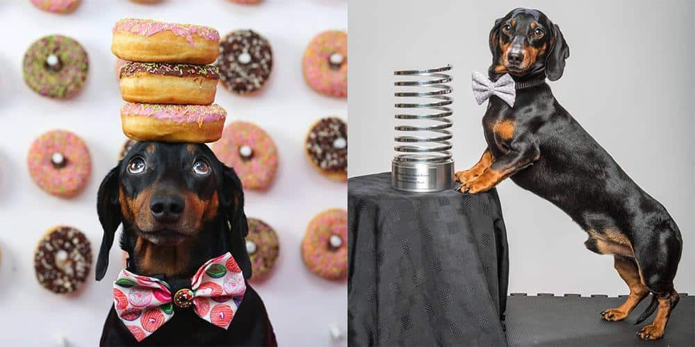 The dachshunds of instagram you should follow!