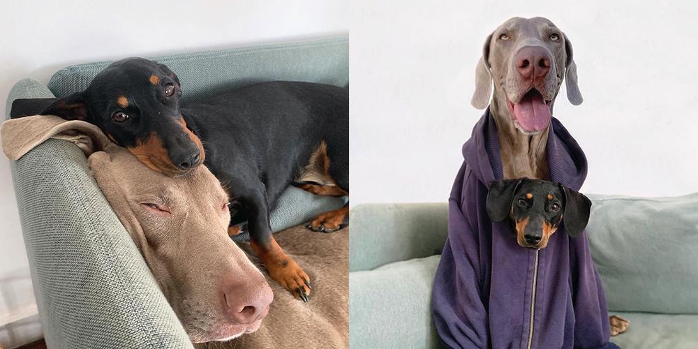 The Dachshunds of Instagram You Should Follow!