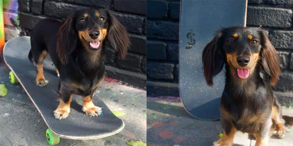 The dachshunds of instagram you should follow!
