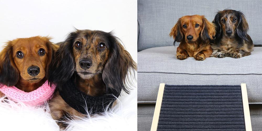 The dachshunds of instagram you should follow!