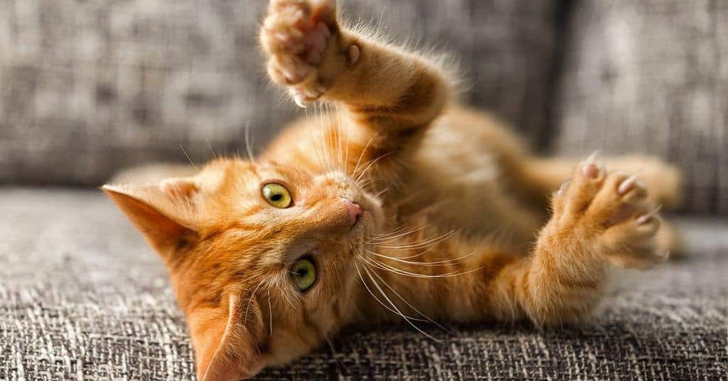 How Declawing Can Negatively Impact Your Cat's Health