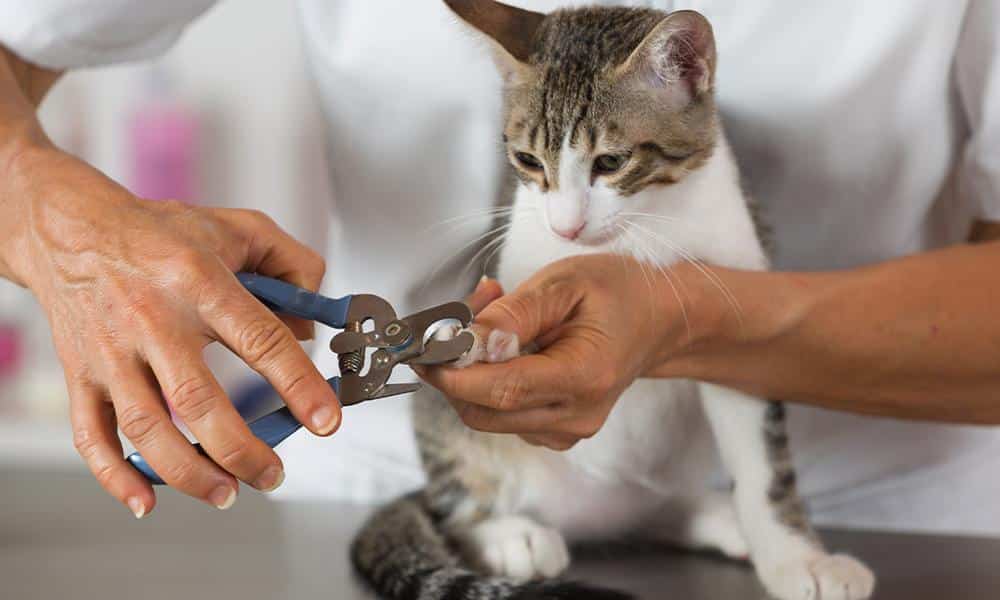 How Declawing Can Negatively Impact Your Cat's Health