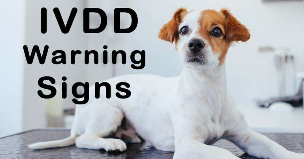 the-early-warning-signs-of-ivdd-alpha-paw