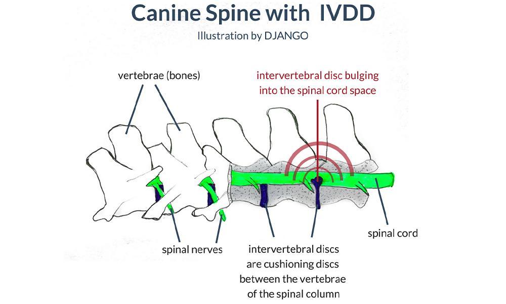 The Early Warning Signs of IVDD