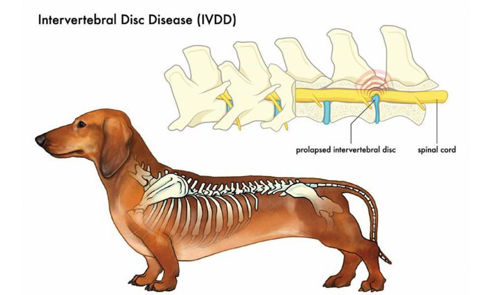 3 Early Warning Signs of IVDD in Dachshunds