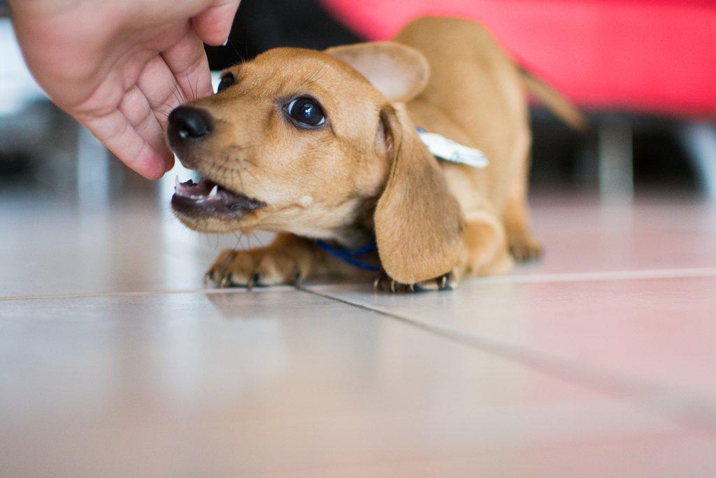 3 Early Warning Signs of IVDD in Dachshunds