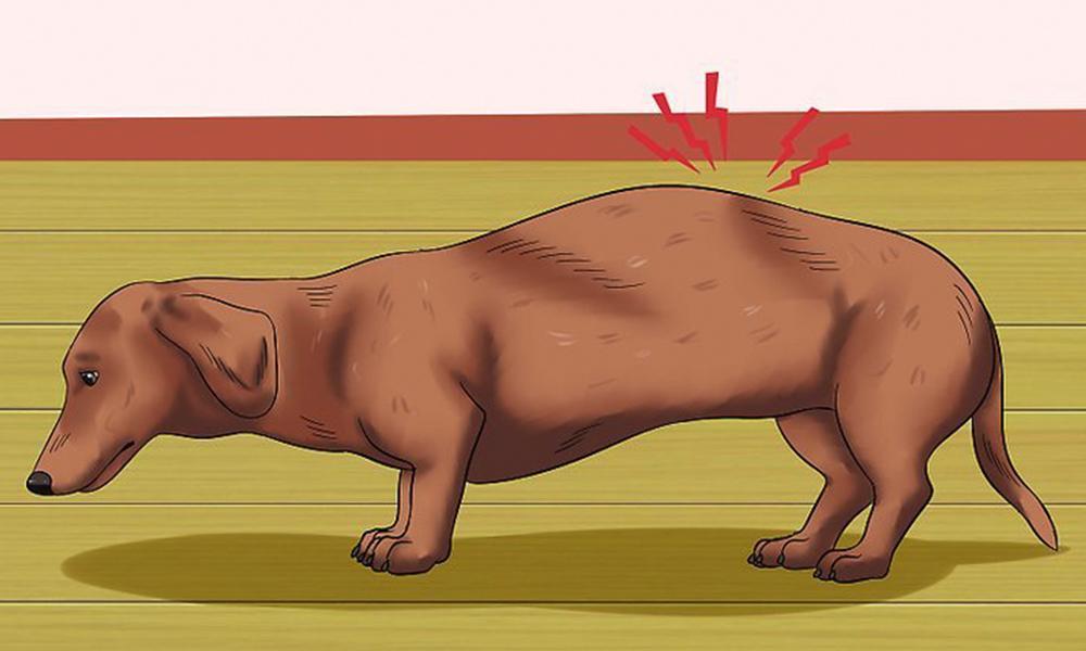 3 Early Warning Signs of IVDD in Dachshunds