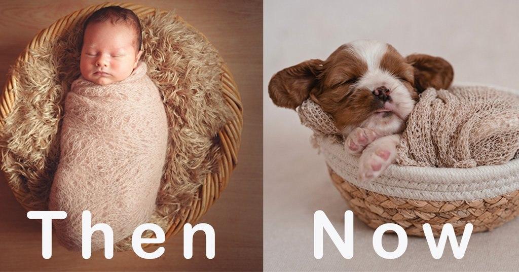 Puppy photoshoots are trending and here's why