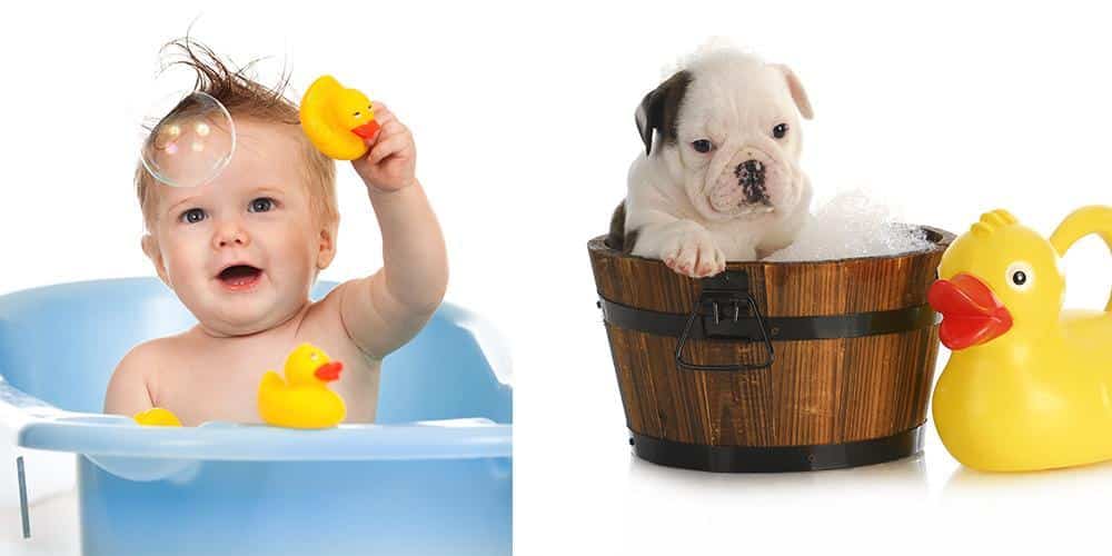 Puppy photoshoots are trending - and here's why