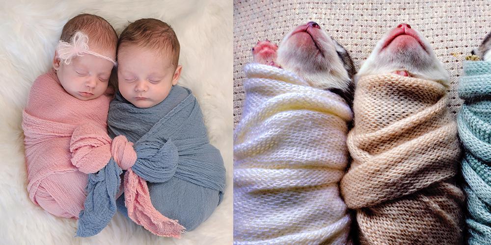 Puppy photoshoots are trending - and here's why