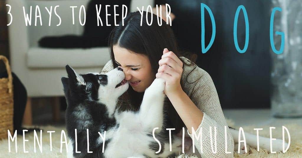 3 ways to keep your dog mentally stimulated