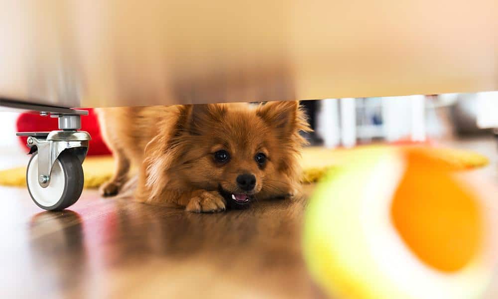 3 Ways to Keep Your Dog Mentally Stimulated