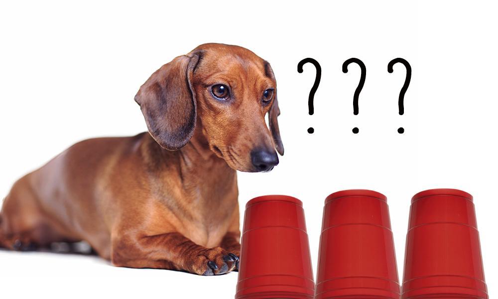 3 ways to keep your dachshund mentally stimulated