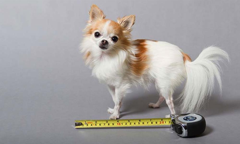 Check out these world record dogs! #4 is hilarious