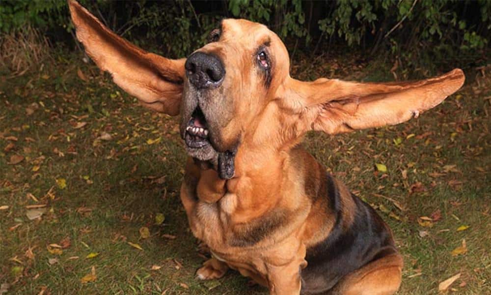 Check out these world record dogs! #4 is hilarious