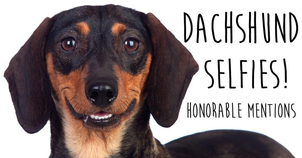 Best Dachshund Selfie Honorable Mentions