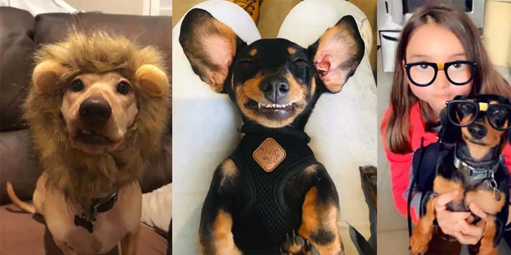 Best dachshund selfie contest - honorable mentions!