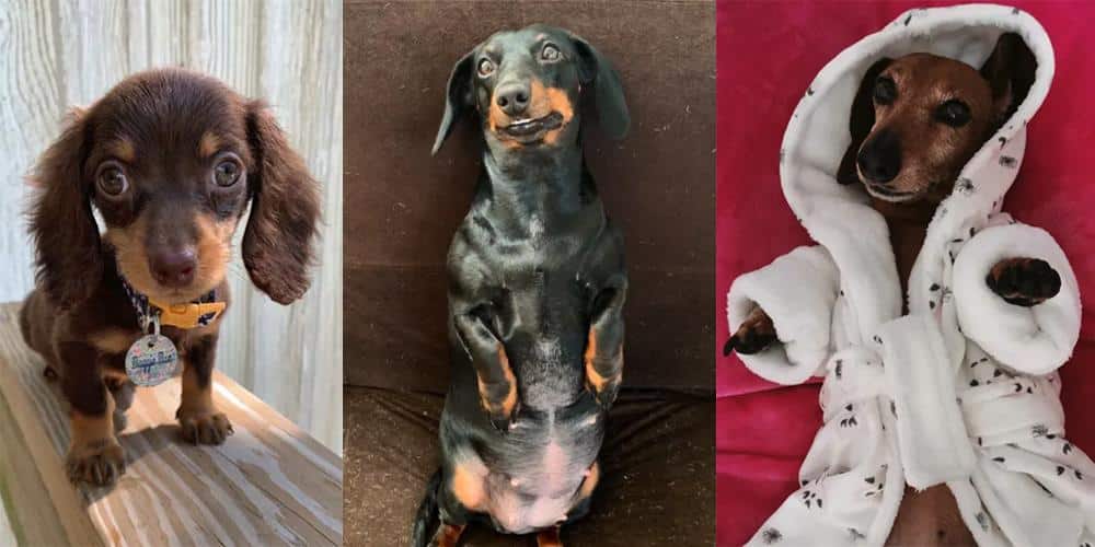 Best Dachshund Selfie Contest - Honorable Mentions!