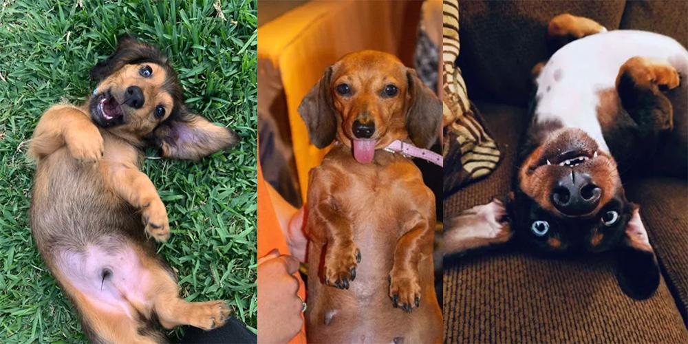 Best dachshund selfie contest - honorable mentions!