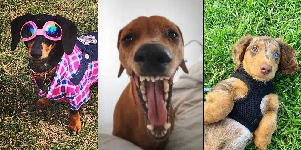 Best dachshund selfie contest - honorable mentions!