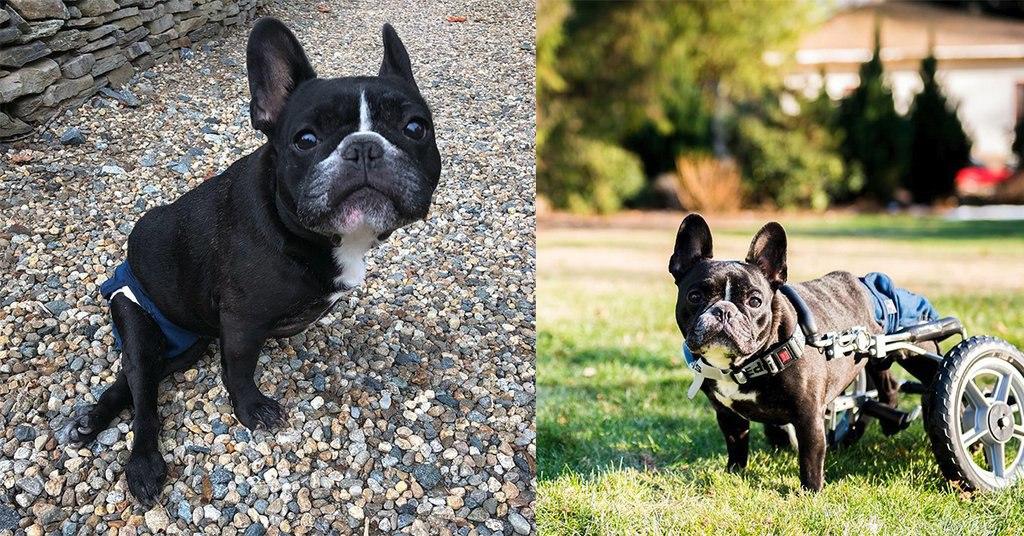 Ivy the french bulldog was paralyzed from ivdd, but she didn't give up!