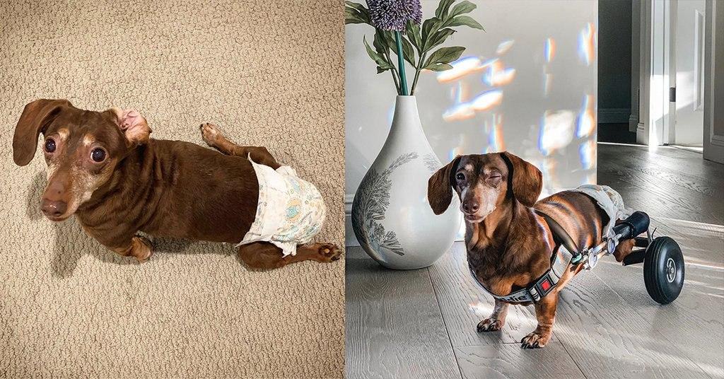 This dachshund was paralyzed by ivdd