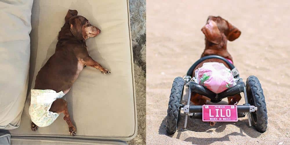 Dachshund on wheels! The inspirational story of an ivdd survivor, princess lilo