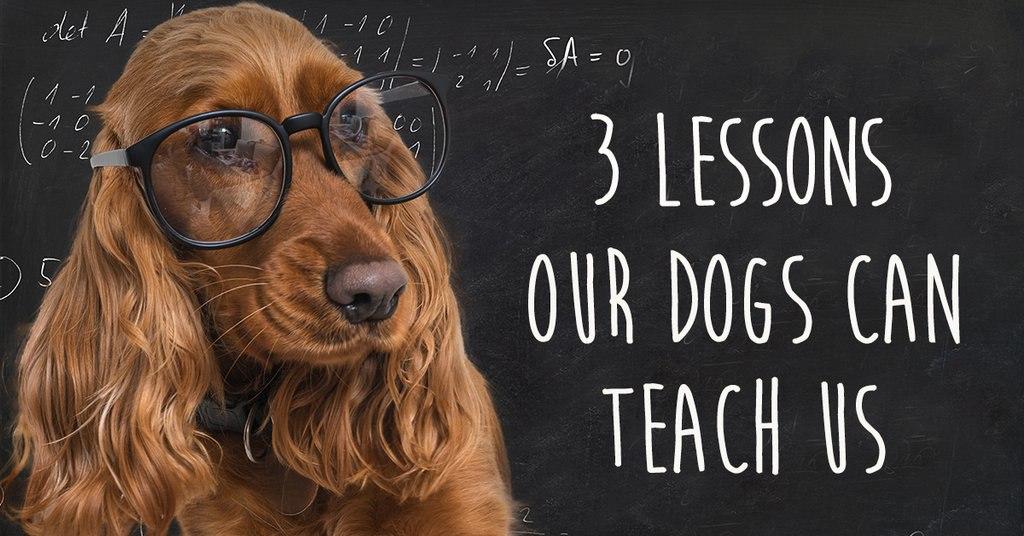 3 lessons our dogs can teach us