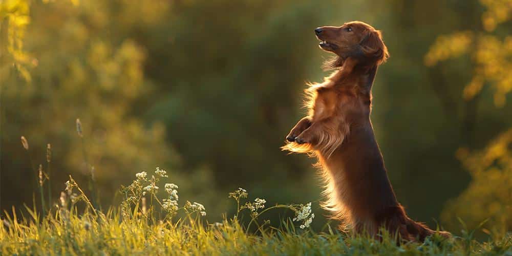 3 lessons we can learn from our dachshunds