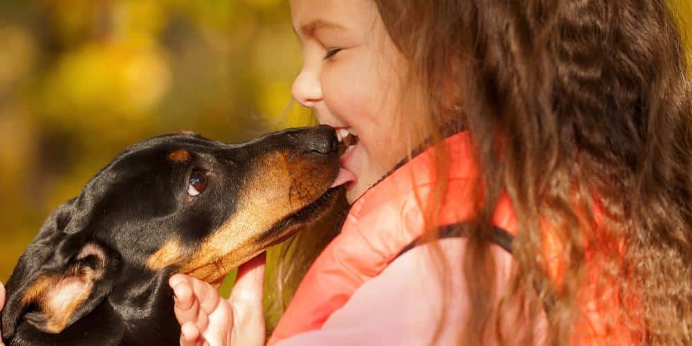 3 lessons we can learn from our dachshunds