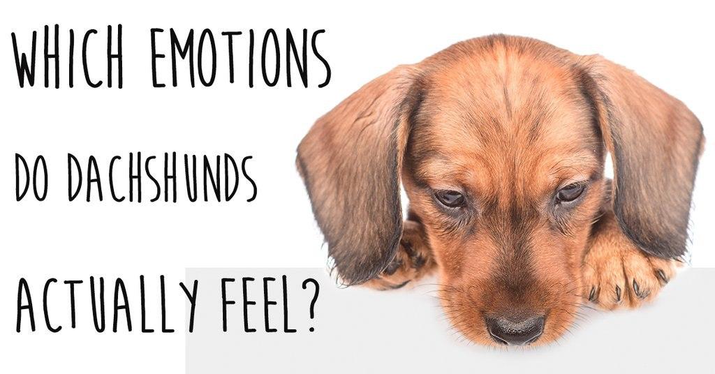 Which emotions do dachshunds actually feel?