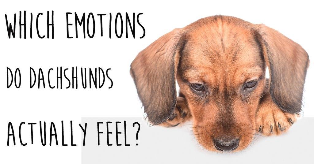 Which Emotions do Dachshunds Actually Feel?