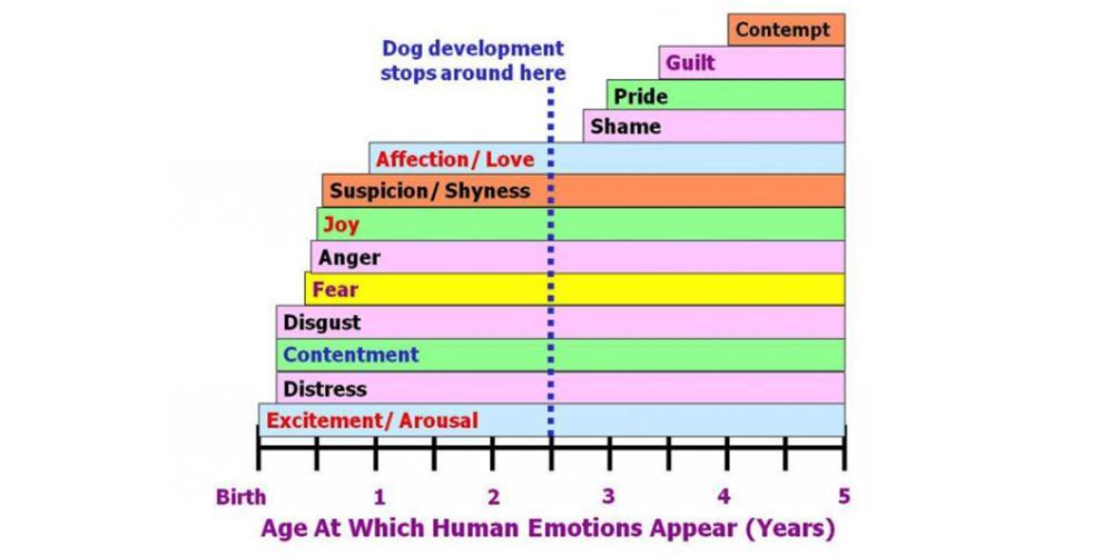 Which emotions do dachshunds actually feel?