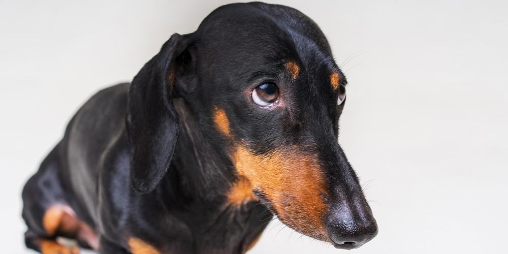 Which emotions do dachshunds actually feel?