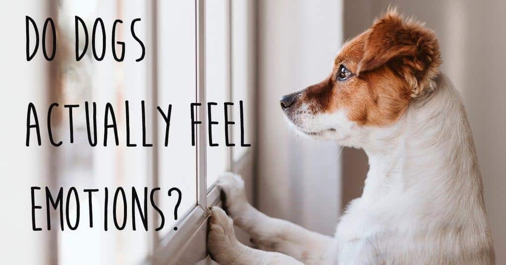 Do Dogs Actually Feel Emotions? Alpha Paw