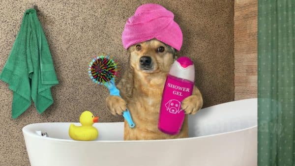 How to make your dog love bath time