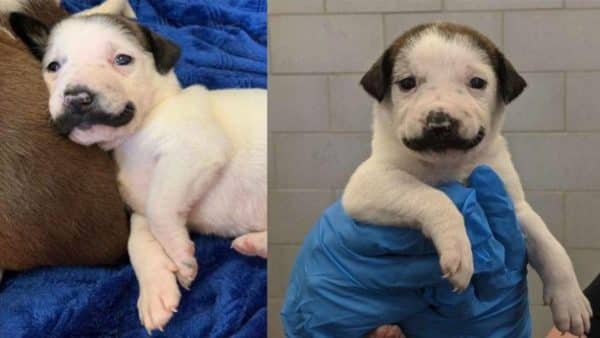 Mustache puppy gone viral!