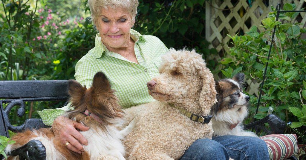 The five best dog breeds for seniors