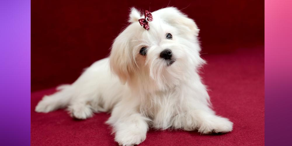 Maltese