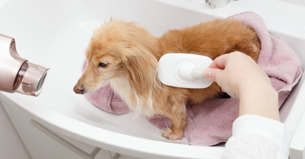 Grooming dachshund in sink