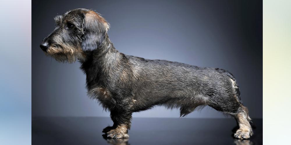 Tips for grooming wired-haired dachshunds