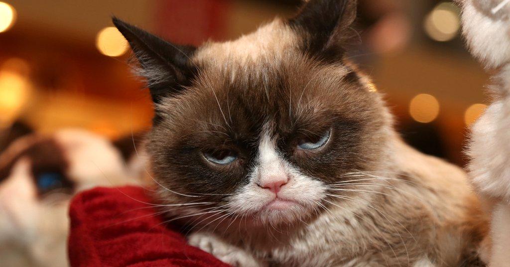 10 Things You Never Knew About Grumpy Cat!