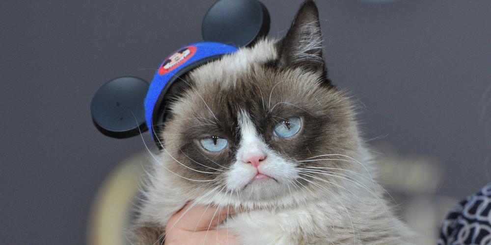 10 Things You Never Knew About Grumpy Cat!