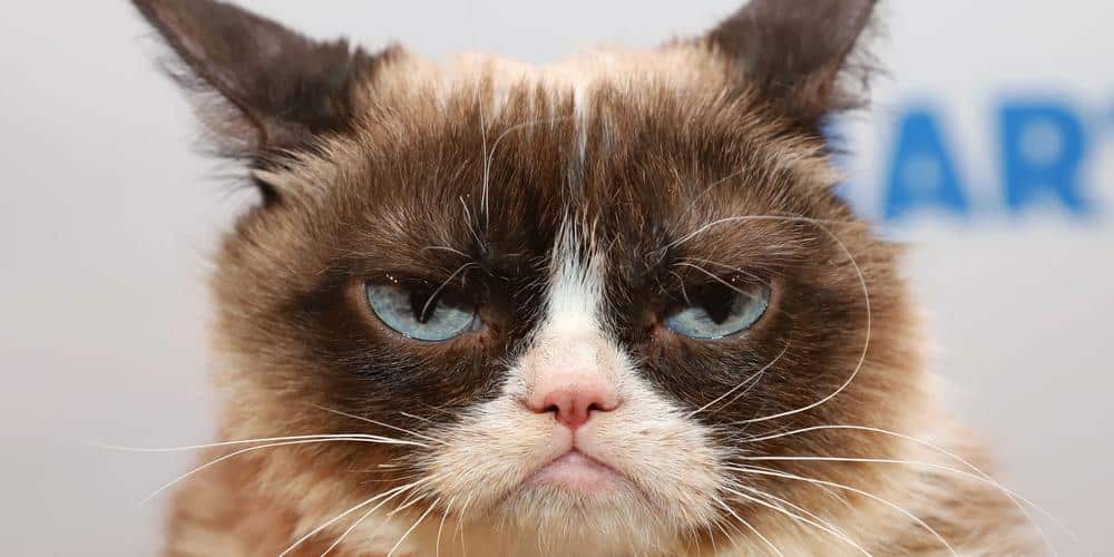 10 things you never knew about grumpy cat!