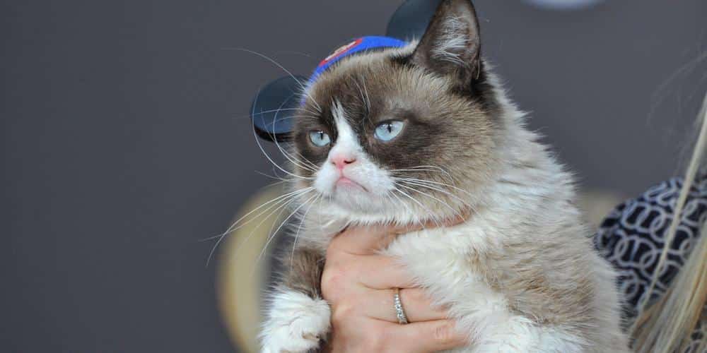 10 things you never knew about grumpy cat!