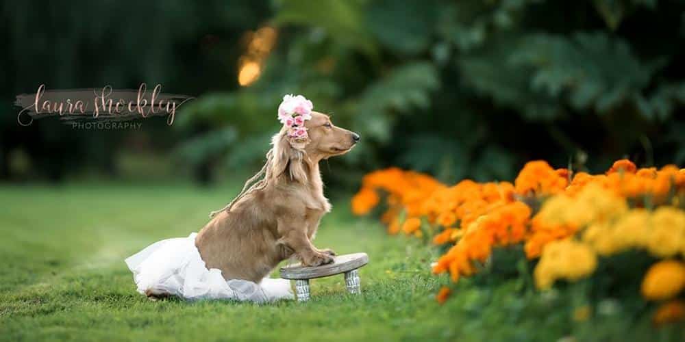 An amazing dachshund maternity photoshoot