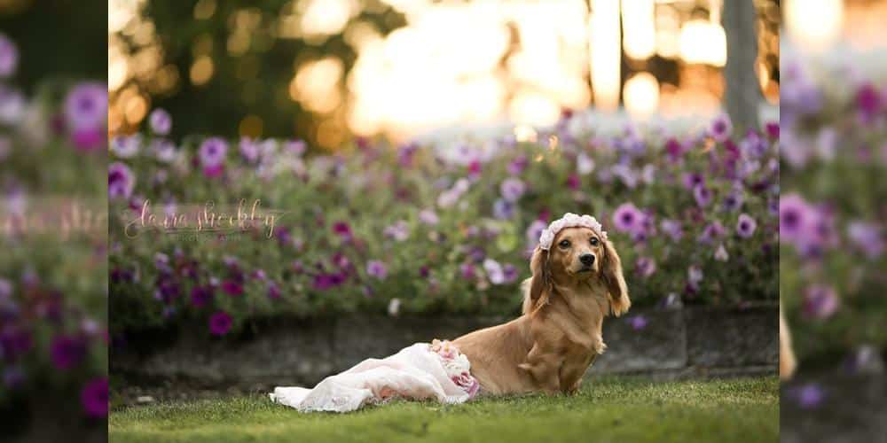 An amazing dachshund maternity photoshoot