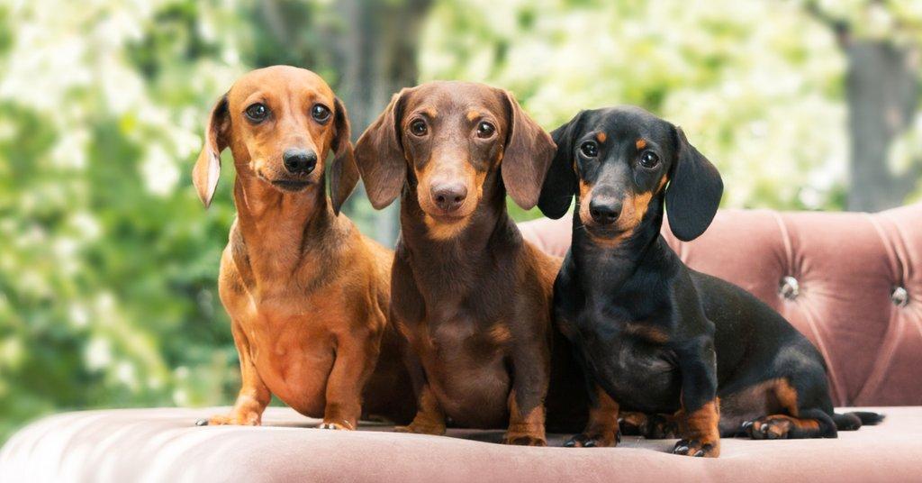 All the Reasons Why You need a Pet Dachshund